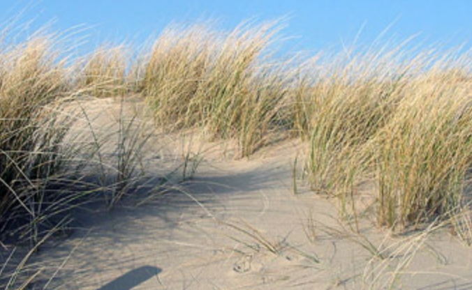 american-beachgrass