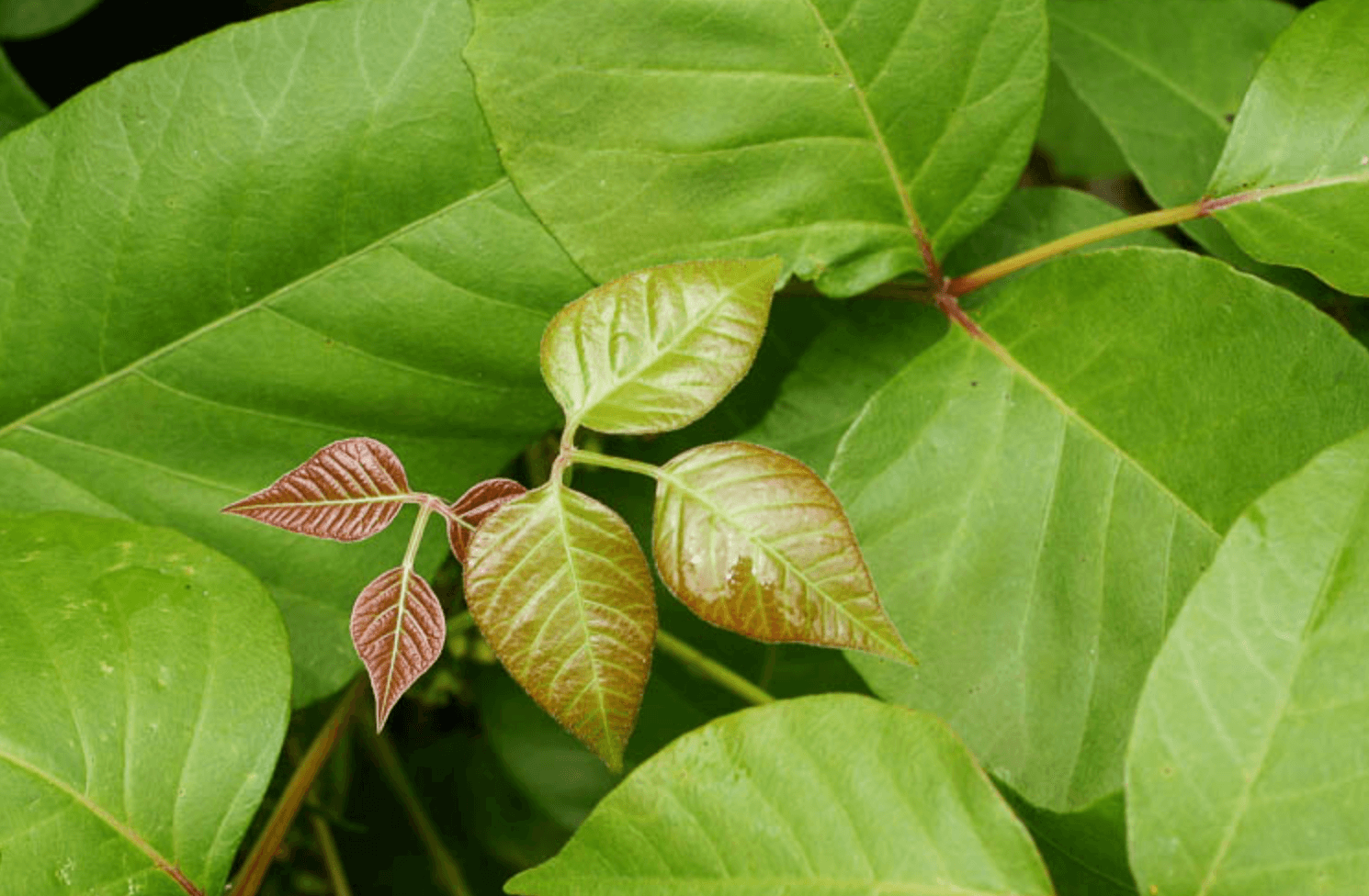 Poison Ivy