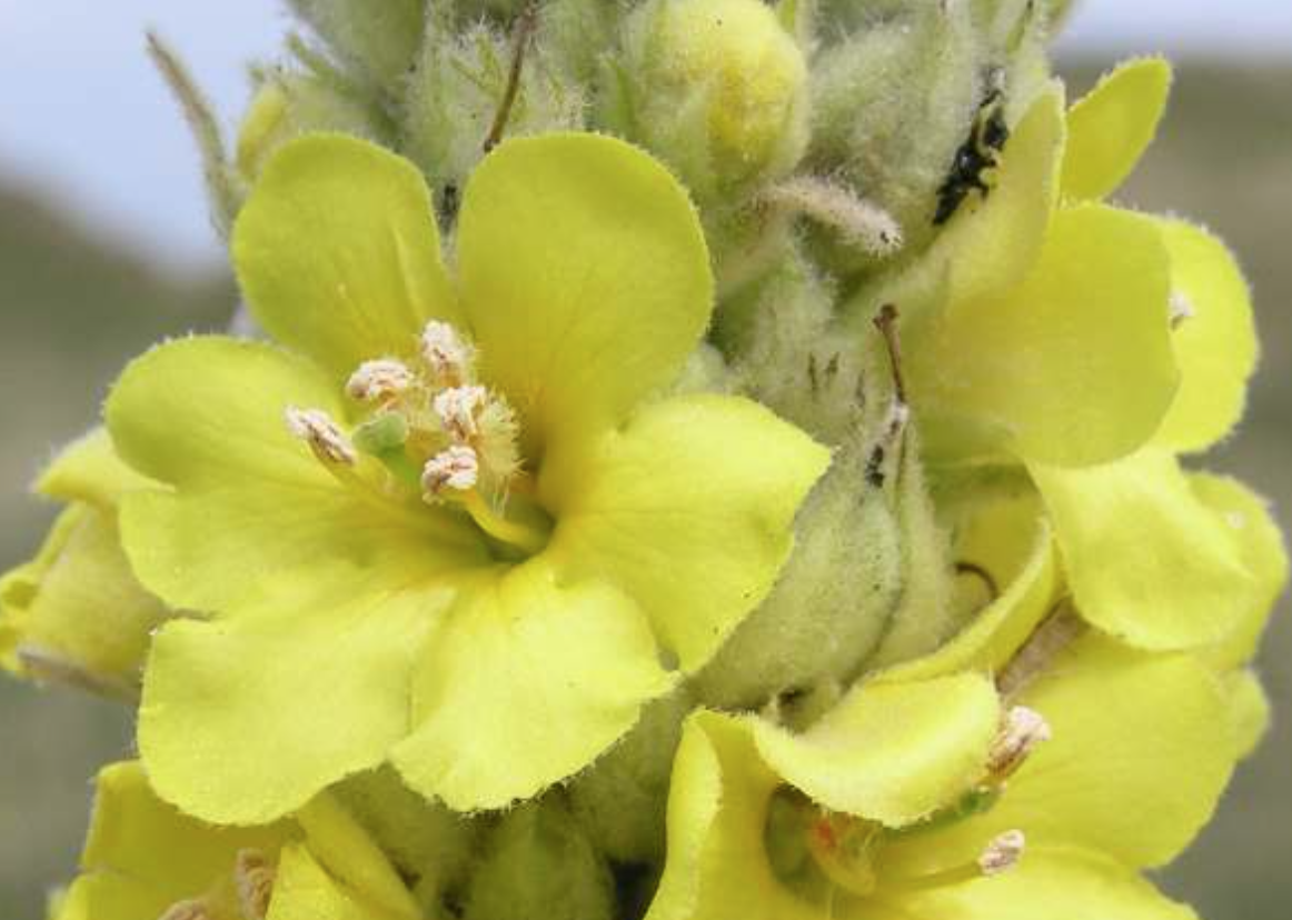 Verbascum Thapsus