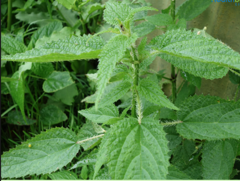 Stinging Nettle